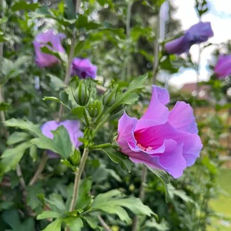 Casalino Di Anna Apartmán